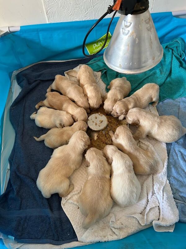 KC Registered Golden Retriever Puppies for sale in Eaglesham, Renfrewshire - Image 2