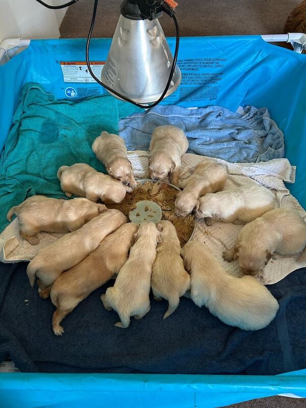 KC Registered Golden Retriever Puppies for sale in Eaglesham, Renfrewshire - Image 3