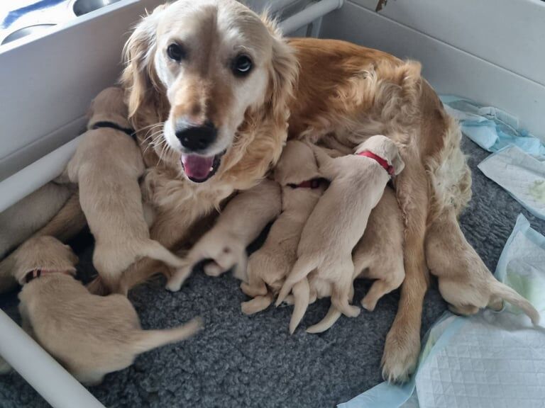 Golden Retriever puppies for sale in Prestonpans, East Lothian – KC registered, 4 weeks old
