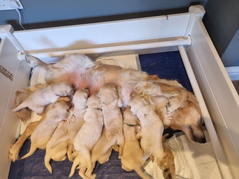 Golden Retriever puppies for sale in Prestonpans, East Lothian – KC registered, 6 weeks old - Image 2 of 3