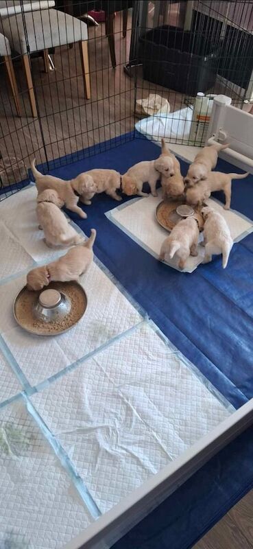 Golden Retriever puppies for sale in Prestonpans, East Lothian – KC registered, 6 weeks old - Image 3 of 3