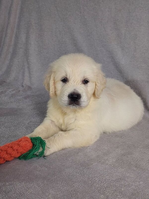 Golden Retriever puppies for sale in Weymouth, Dorset – 6 weeks old