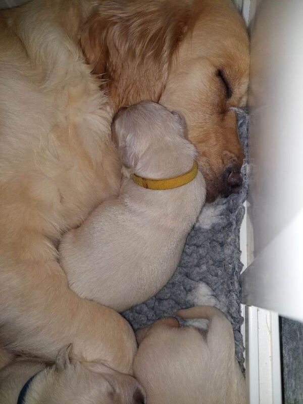 Golden Retriever puppies for sale in Weymouth, Dorset – KC registered, 2 weeks old