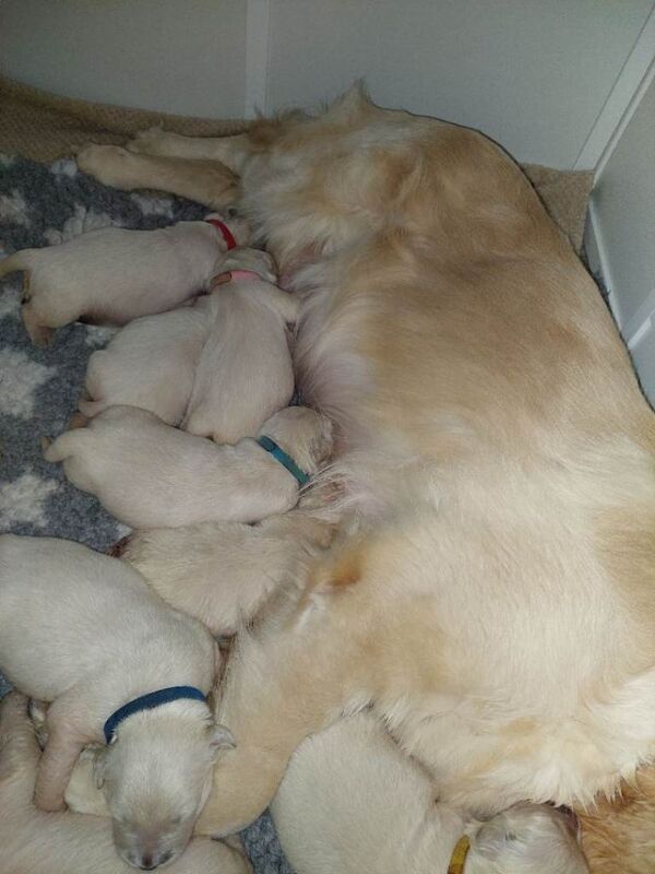 Golden Retriever puppies for sale in Weymouth, Dorset – KC registered, 2 weeks old - Image 2 of 2