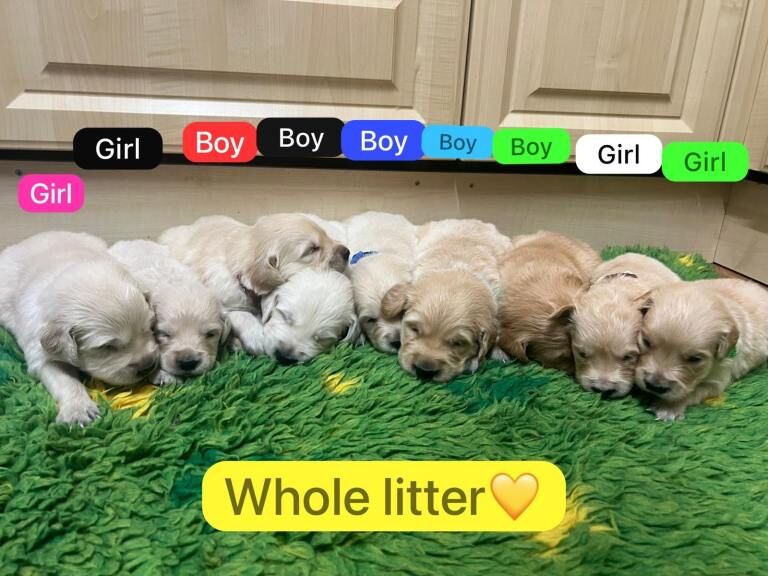 KC registered Golden Retriever Puppies