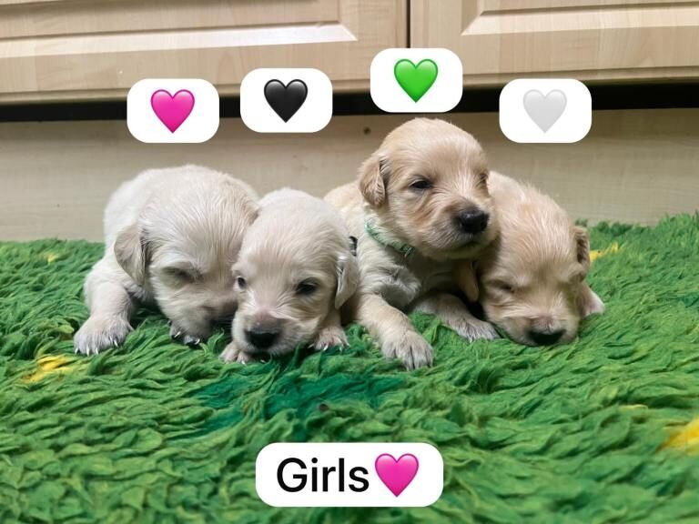 KC registered Golden Retriever Puppies - Image 2 of 3