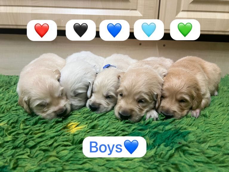 KC registered Golden Retriever Puppies - Image 3 of 3