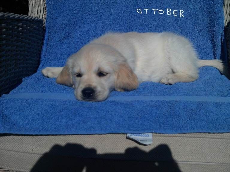 KC registered Golden Retriever puppies - Image 2 of 6
