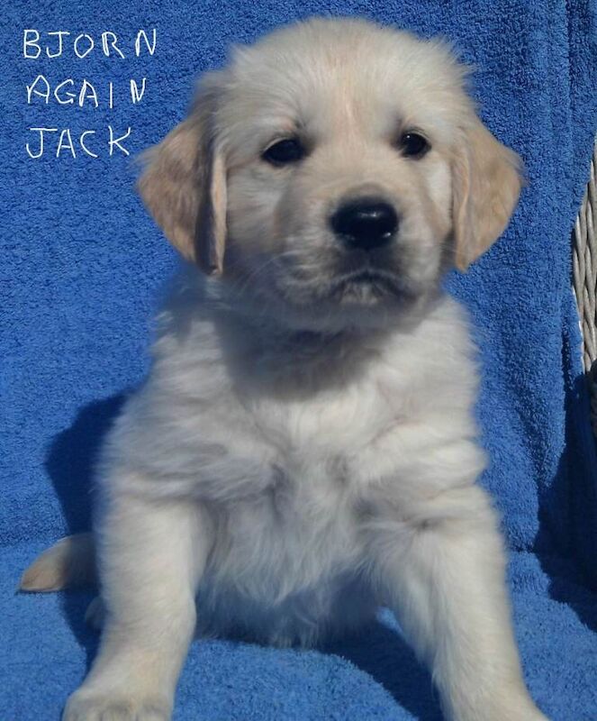 KC registered Golden Retriever puppies - Image 3 of 6