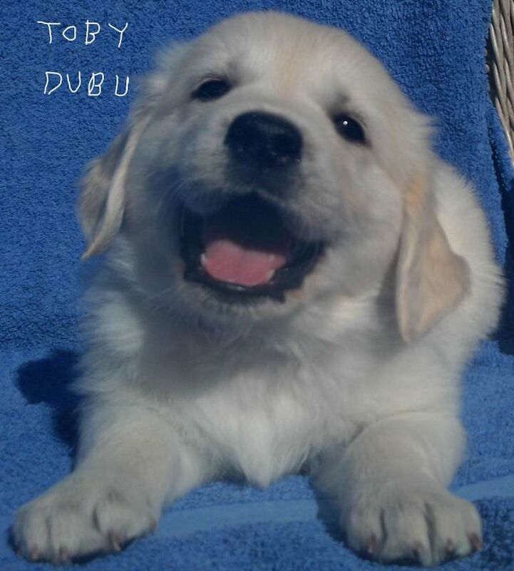 KC registered Golden Retriever puppies - Image 4 of 6