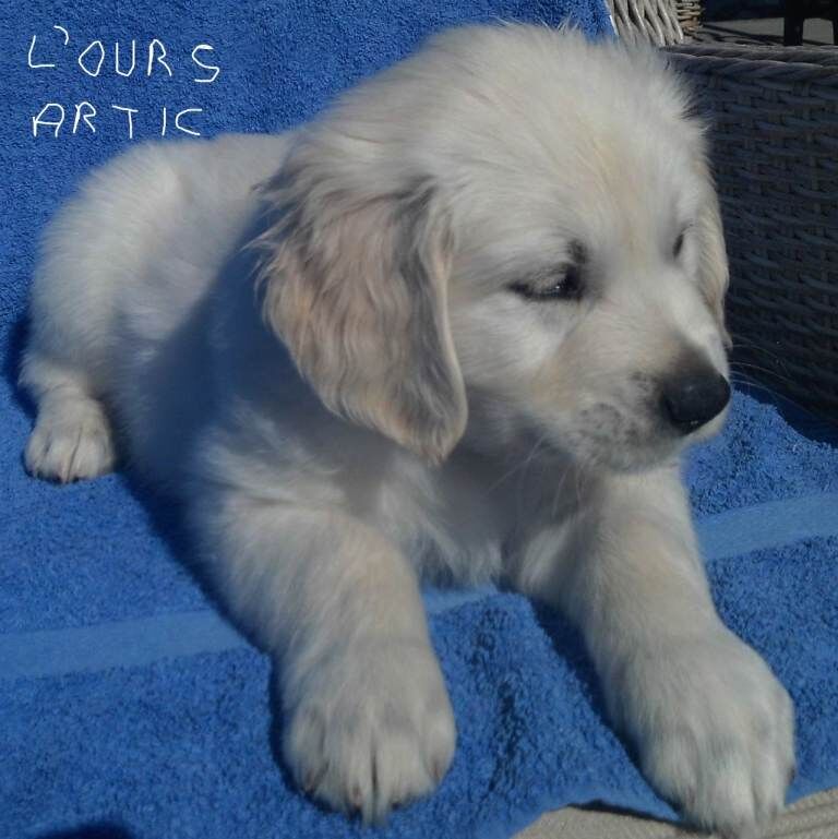 KC registered Golden Retriever puppies - Image 5 of 6
