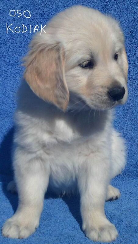 KC registered Golden Retriever puppies - Image 6 of 6