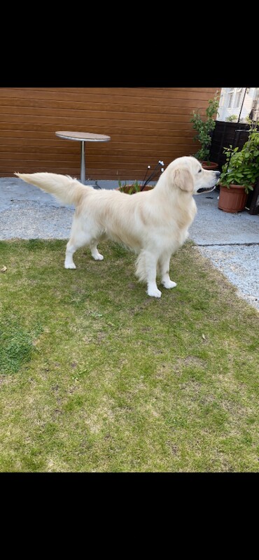 Kc registered golden retriever puppies