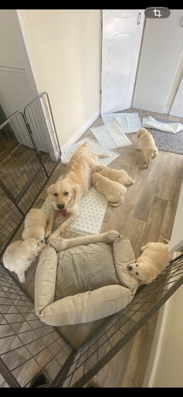 Kc registered golden retriever puppies - Image 2 of 6