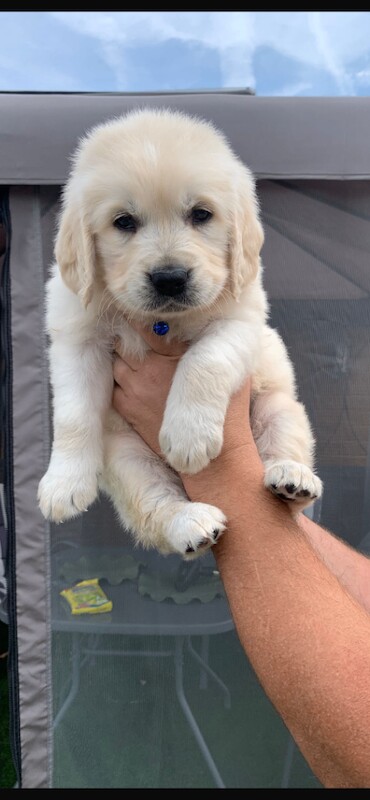 Kc registered golden retriever puppies - Image 3 of 6