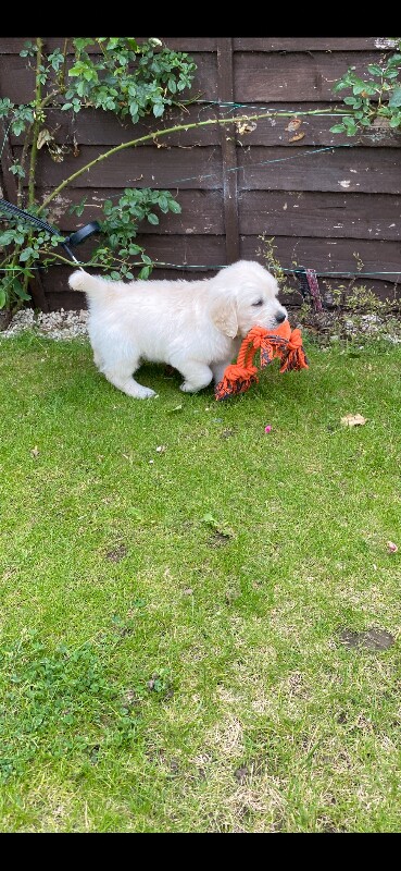Kc registered golden retriever puppies - Image 4 of 6