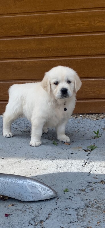 Kc registered golden retriever puppies - Image 5 of 6