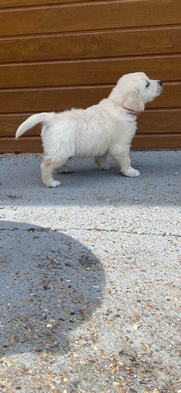 Kc registered golden retriever puppies - Image 6 of 6