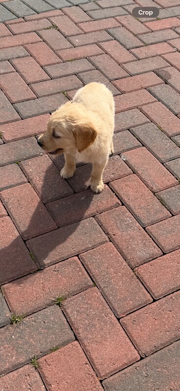 Kc registered golden retriever puppies