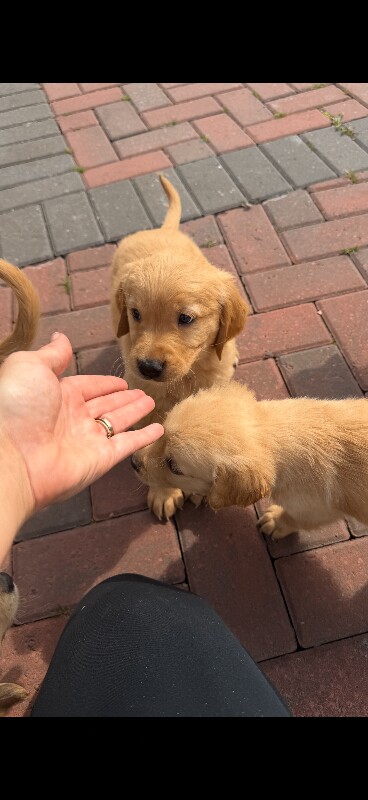 Kc registered golden retriever puppies - Image 2 of 3