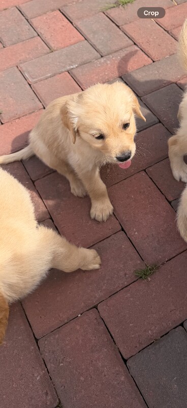 Kc registered golden retriever puppies - Image 3 of 3