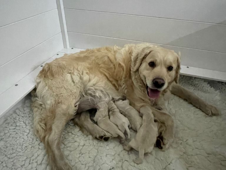 KC registered Golden Retriever puppies
