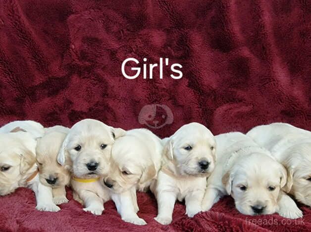 KC registered Golden Retriever puppies for sale in Newport