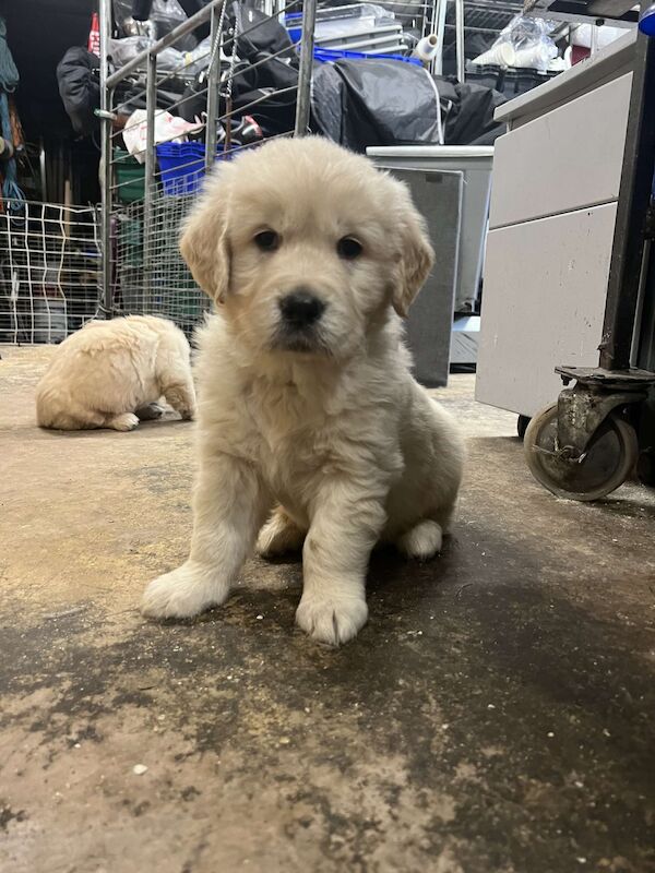 What Puppies Are Kc Registered