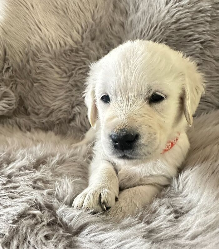 Golden Retriever puppies for sale in Lanark, Lanarkshire – 5 weeks old