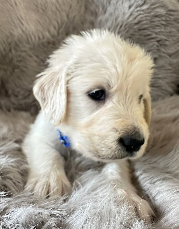 Golden Retriever puppies for sale in Lanark, Lanarkshire – 8 weeks old - Image 2 of 3