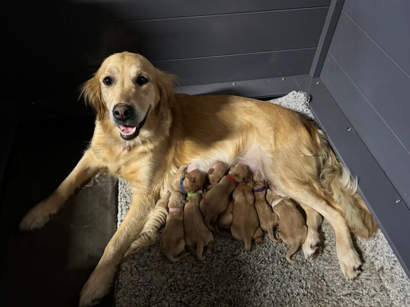 Golden Retriever puppies for sale in Mansfield Woodhouse, Nottinghamshire – KC registered, 11 months old