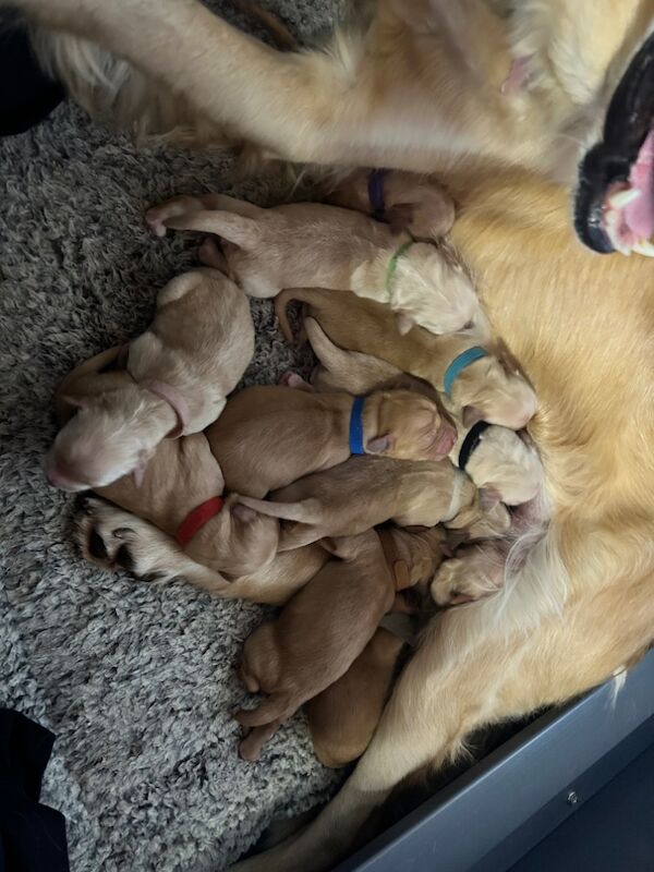 KC Registered Golden Retriever Pups for sale. for sale in Mansfield Woodhouse, Nottinghamshire | Image 3