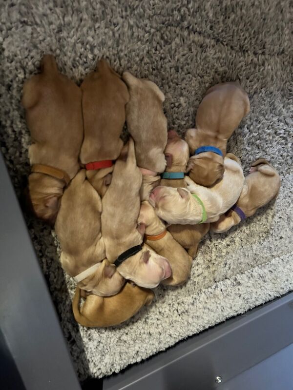 KC Registered Golden Retriever Pups for sale. for sale in Mansfield Woodhouse, Nottinghamshire - Image 4