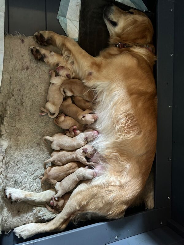Golden Retriever puppies for sale in Mansfield Woodhouse, Nottinghamshire – KC registered, 10 months old - Image 5 of 12