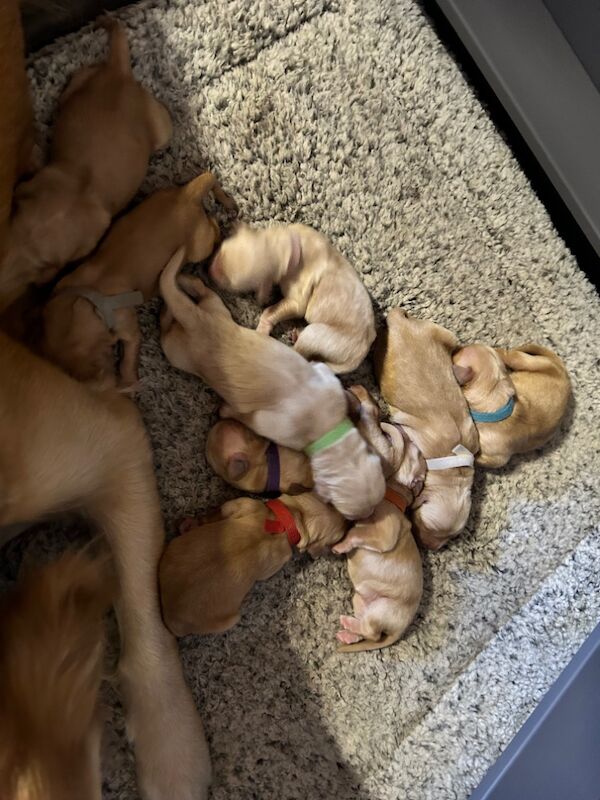 Golden Retriever puppies for sale in Mansfield Woodhouse, Nottinghamshire – KC registered, 10 months old - Image 6 of 12