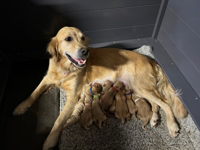 KC Registered Golden Retriever Pups for sale. for sale in Mansfield Woodhouse, Nottinghamshire - Image 8