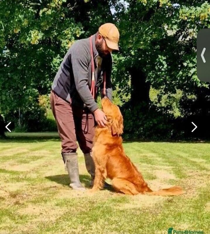 Golden Retriever puppies for sale in Mansfield Woodhouse, Nottinghamshire – KC registered, 10 months old - Image 9 of 12