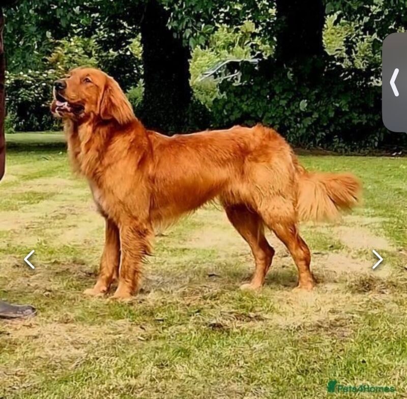 Golden Retriever puppies for sale in Mansfield Woodhouse, Nottinghamshire – KC registered, 10 months old - Image 10 of 12