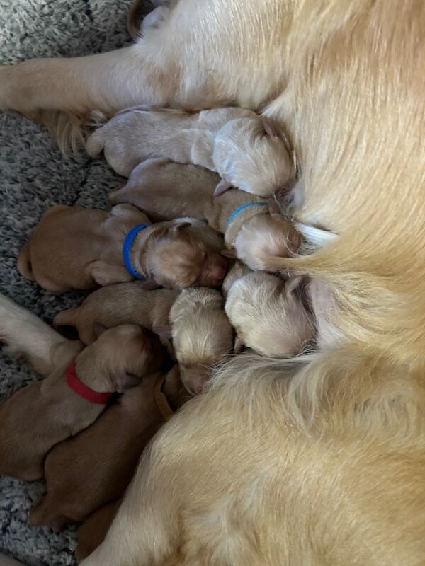 Golden Retriever puppies for sale in Mansfield Woodhouse, Nottinghamshire – KC registered, 10 months old - Image 11 of 12