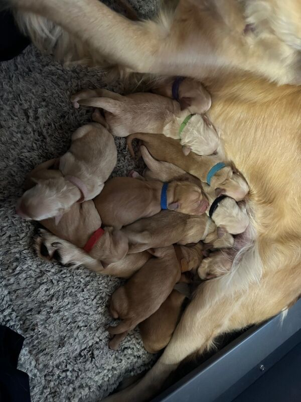 Golden Retriever puppies for sale in Mansfield Woodhouse, Nottinghamshire – KC registered, 10 months old - Image 12 of 12