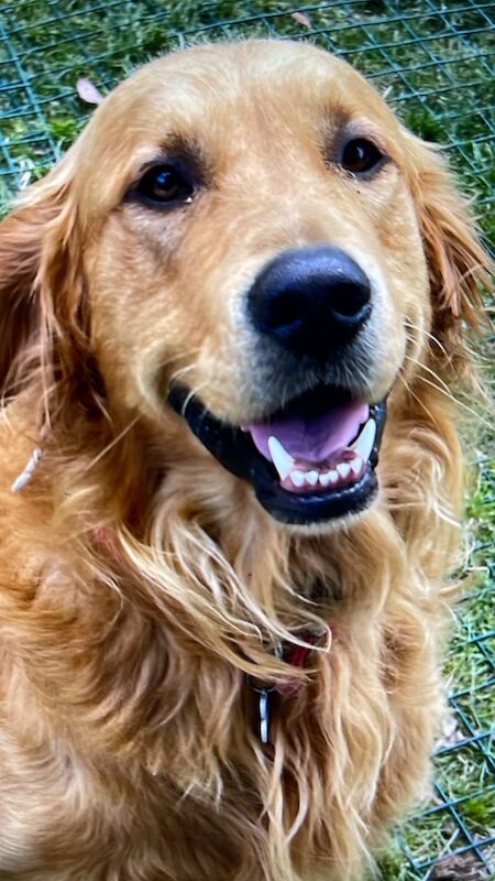 Golden Retriever stud dog for stud in Hurstpierpoint, West Sussex – KC registered, 3 years old