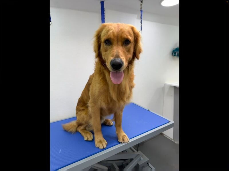 Golden Retriever stud dog for stud in Hurstpierpoint, West Sussex – KC registered, 3 years old - Image 3 of 11