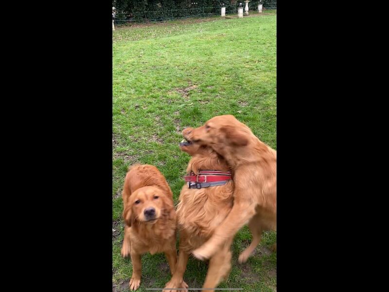 Golden Retriever stud dog for stud in Hurstpierpoint, West Sussex – KC registered, 3 years old - Image 4 of 11