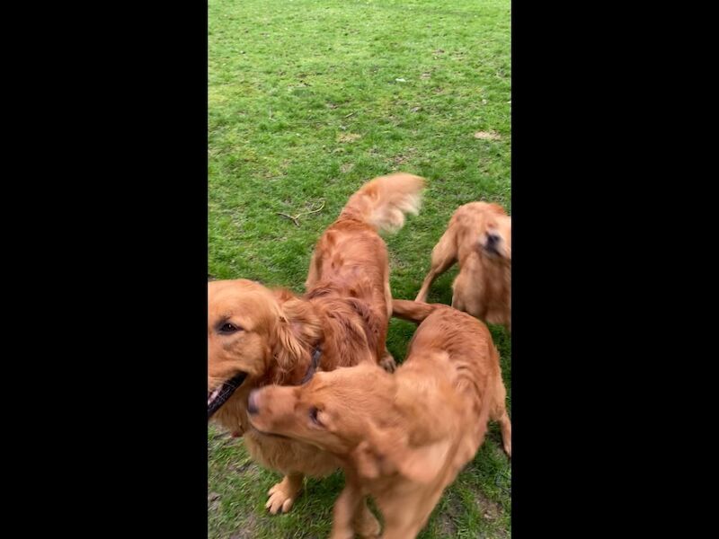 Golden Retriever stud dog for stud in Hurstpierpoint, West Sussex – KC registered, 3 years old - Image 5 of 11