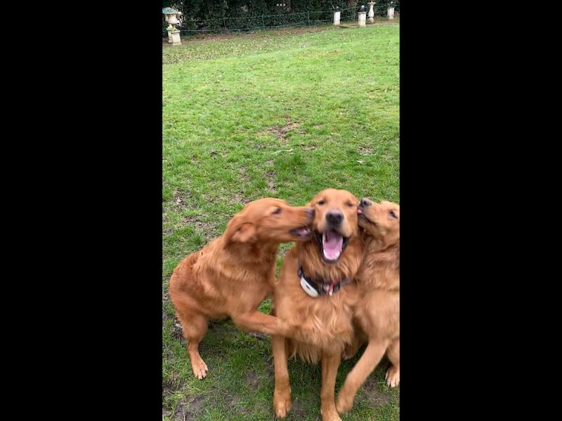 Golden Retriever stud dog for stud in Hurstpierpoint, West Sussex – KC registered, 3 years old - Image 6 of 11