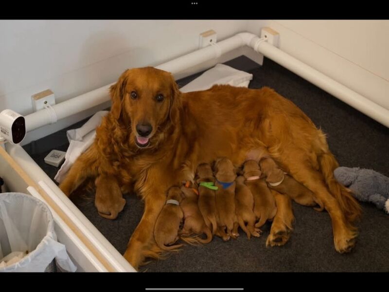 Golden Retriever stud dog for stud in Hurstpierpoint, West Sussex – KC registered, 3 years old - Image 7 of 11