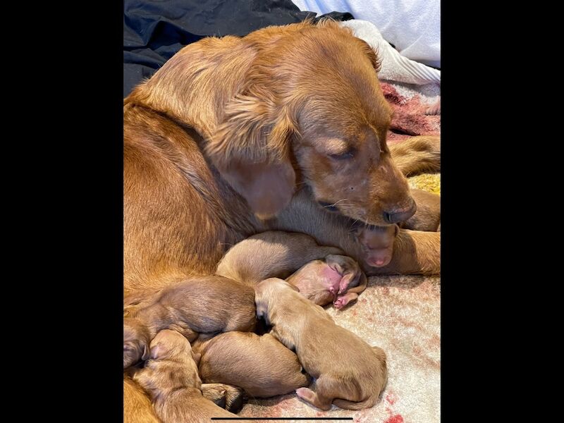 Golden Retriever stud dog for stud in Hurstpierpoint, West Sussex – KC registered, 3 years old - Image 9 of 11