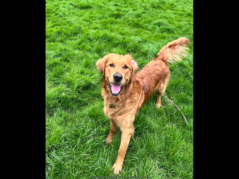 Golden Retriever stud dog for stud in Hurstpierpoint, West Sussex – KC registered, 3 years old - Image 11 of 11