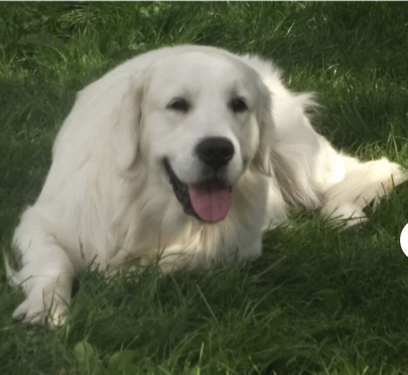 Golden Retriever puppies for sale in Stoke-on-Trent, Staffordshire – KC registered, 1 week old