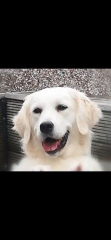 Golden Retriever puppies for sale in Stoke-on-Trent, Staffordshire – KC registered, 1 week old - Image 2 of 9